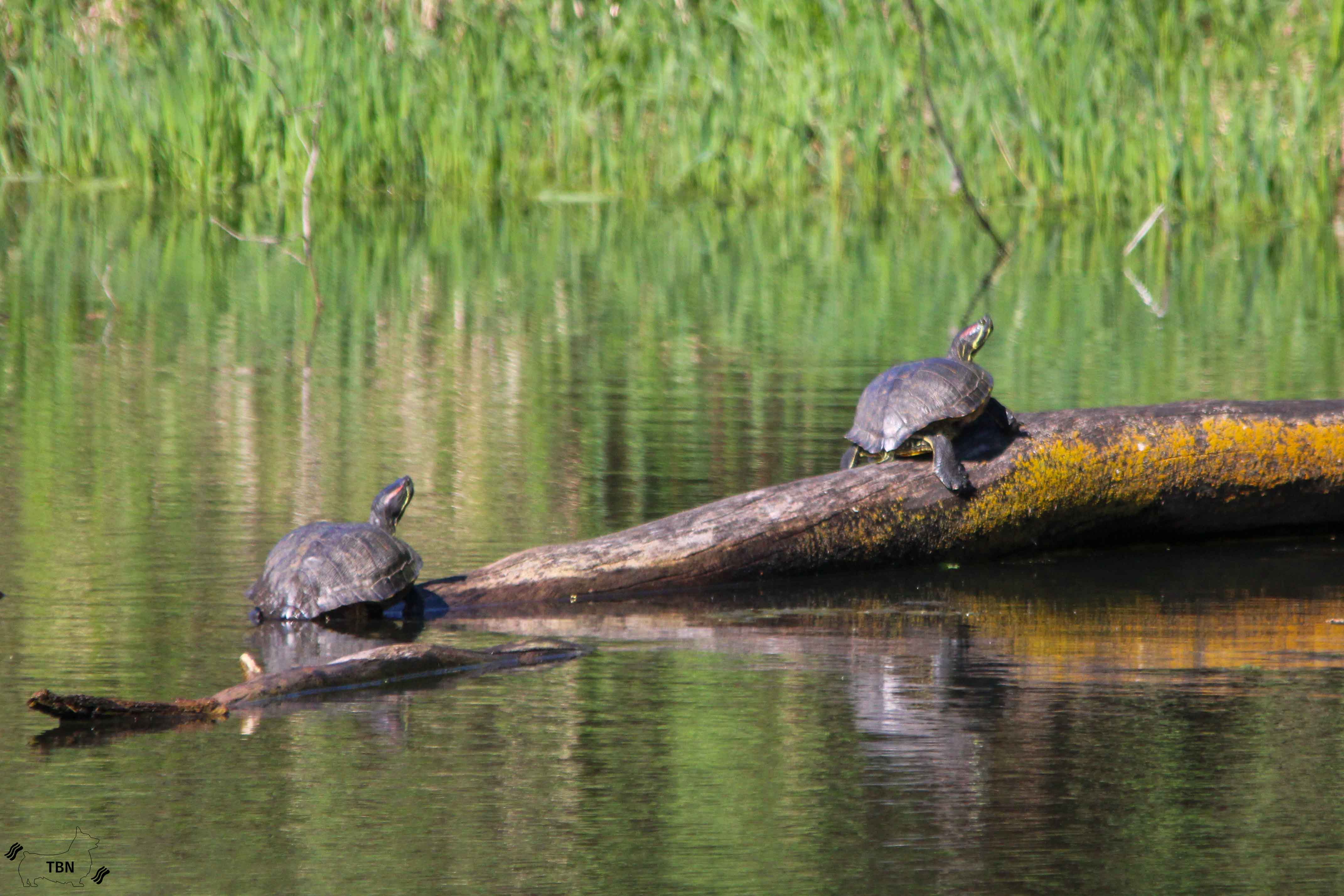 Painted Turtle